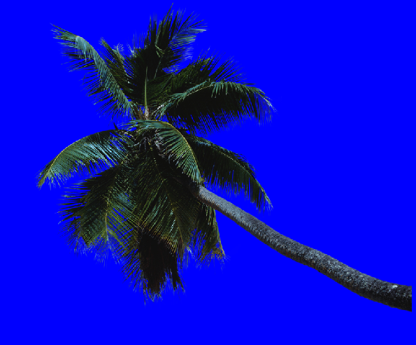 [PS素材]高分辨率热带棕榈科植物_CO土木在线