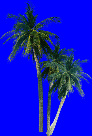 〔PS素材〕热带棕榈科植物  相关专题:园林平面植物素材 园林cad