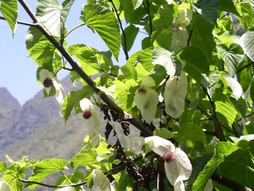 贵州发现大量国家一级珍稀植物光叶珙桐