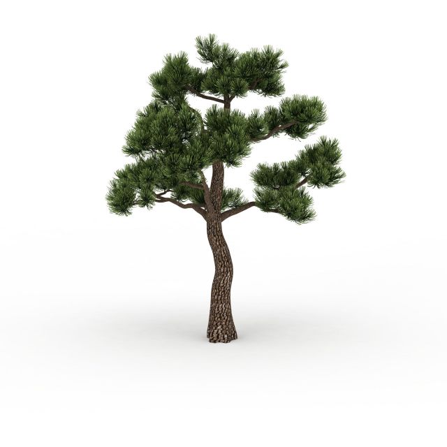 针叶常青树3d模型下载