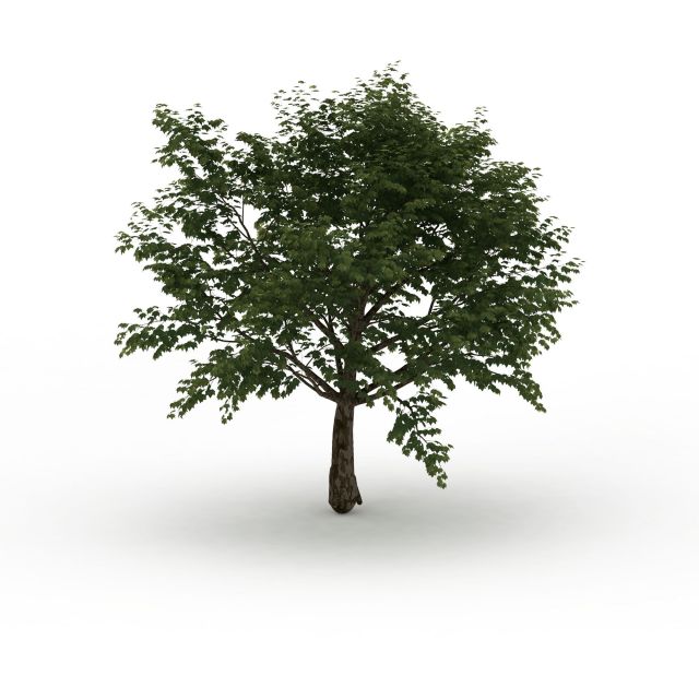 圆形落叶树3d模型下载