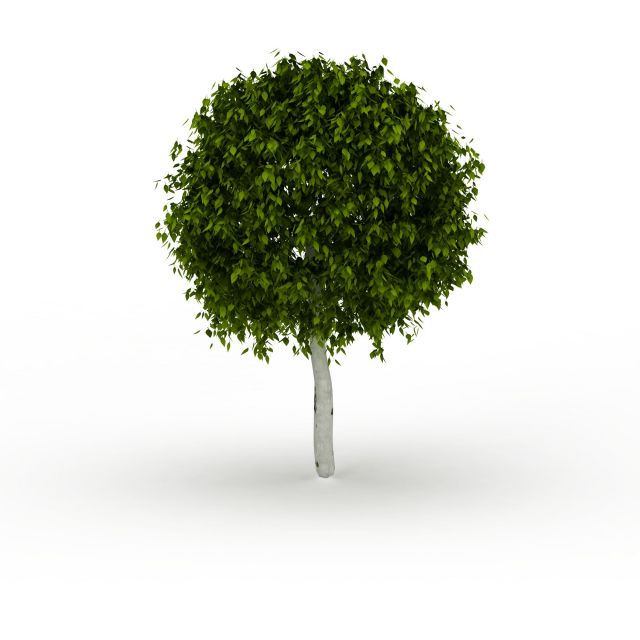 球形树冠树3d模型下载