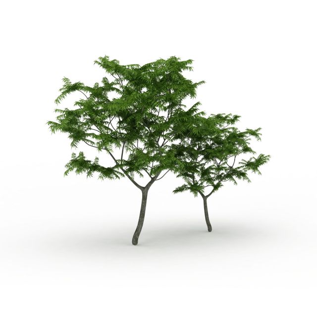 公园绿化树3d模型下载