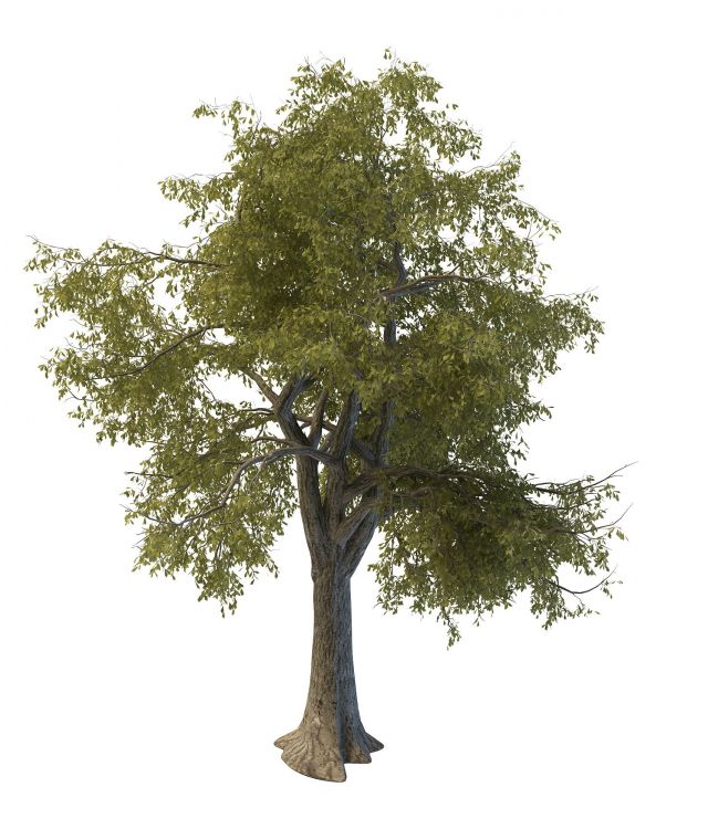 绿化树木3d模型下载