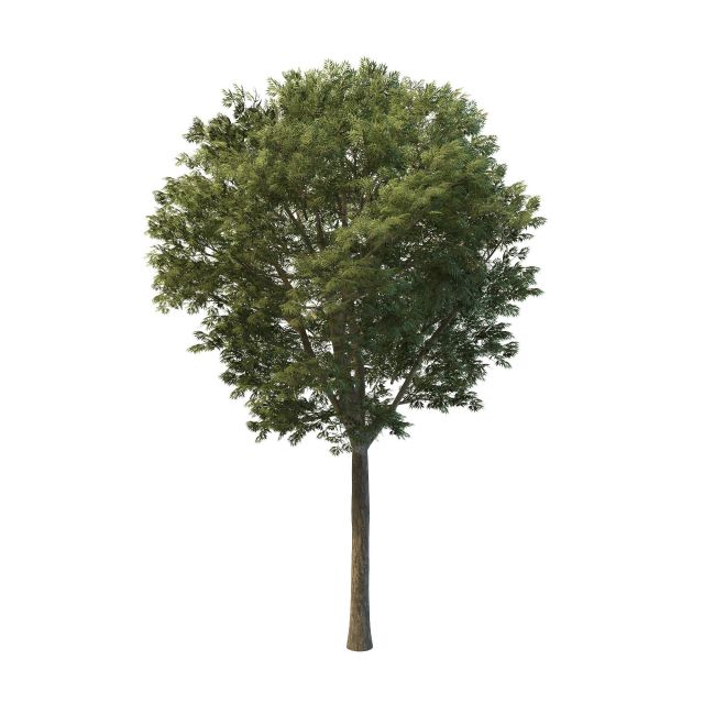 白蜡树3d模型下载