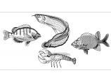 非常强大的cad手绘鱼类模型图案图片1