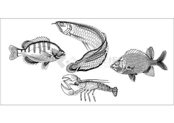 罗非鱼手绘图图片
